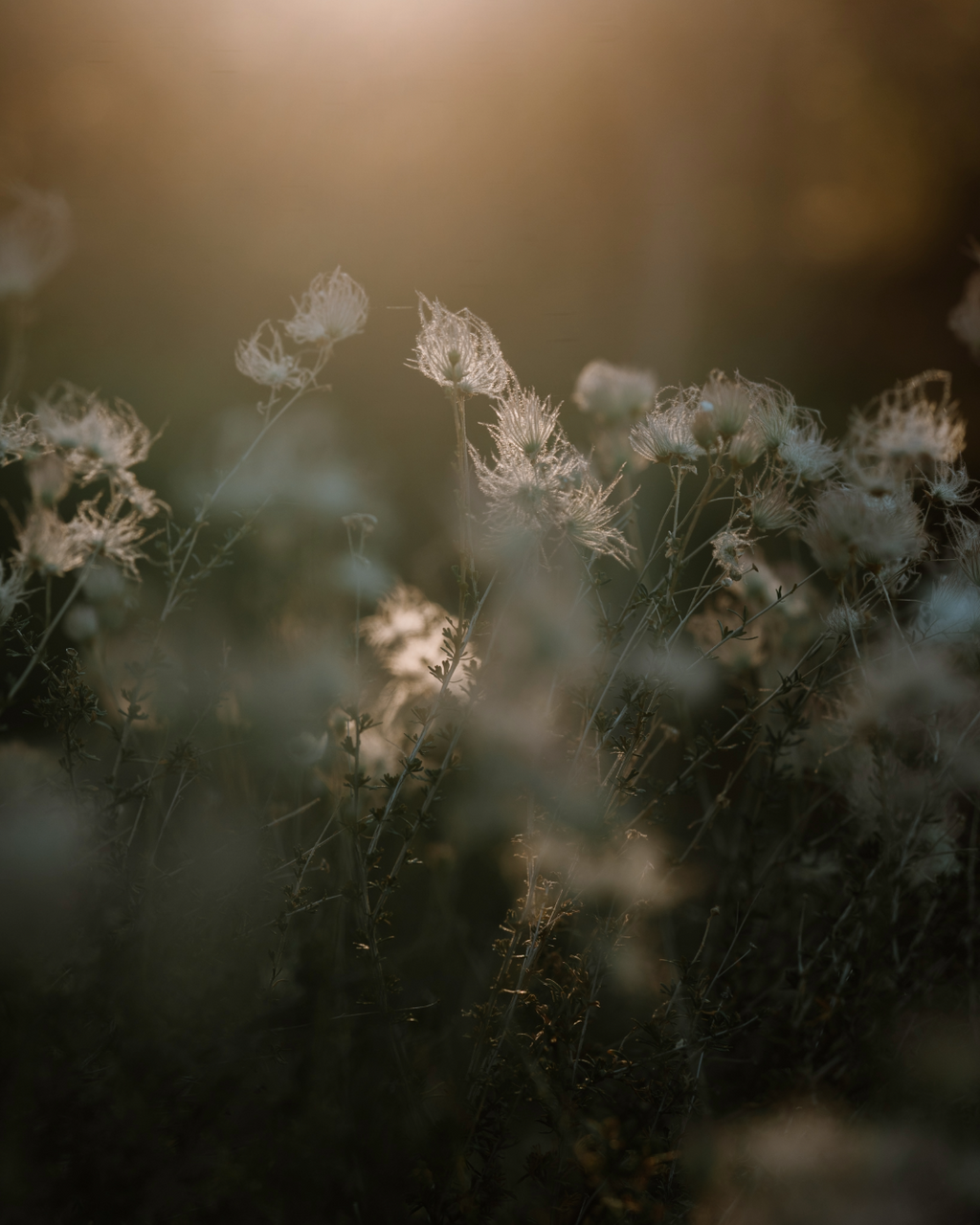 Consider the Flowers | Wild Wisps