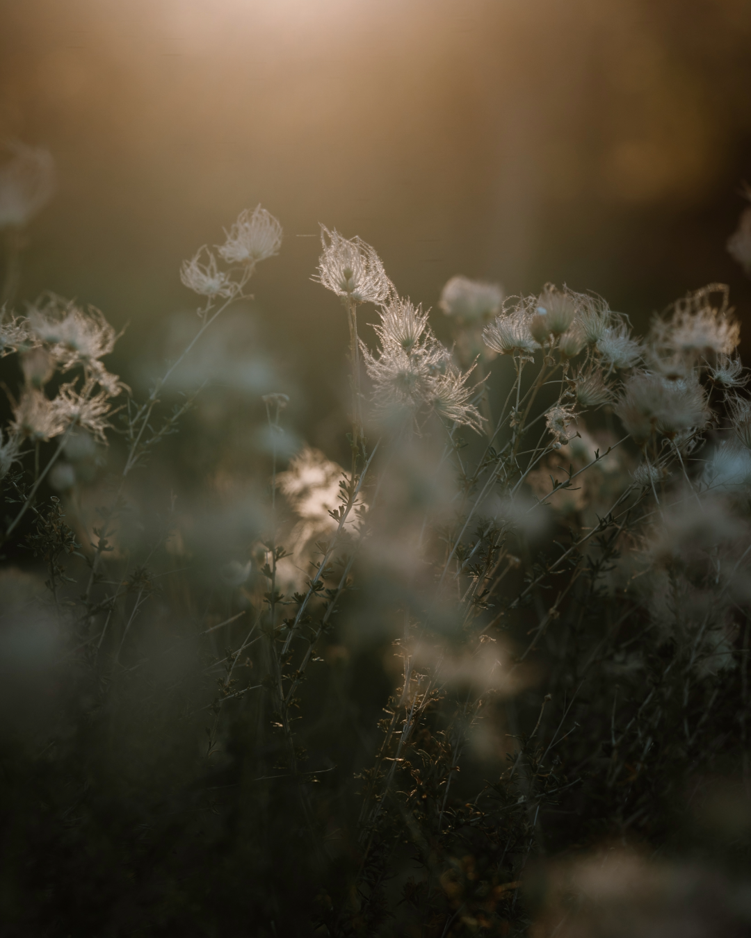 Consider the Flowers | Wild Wisps