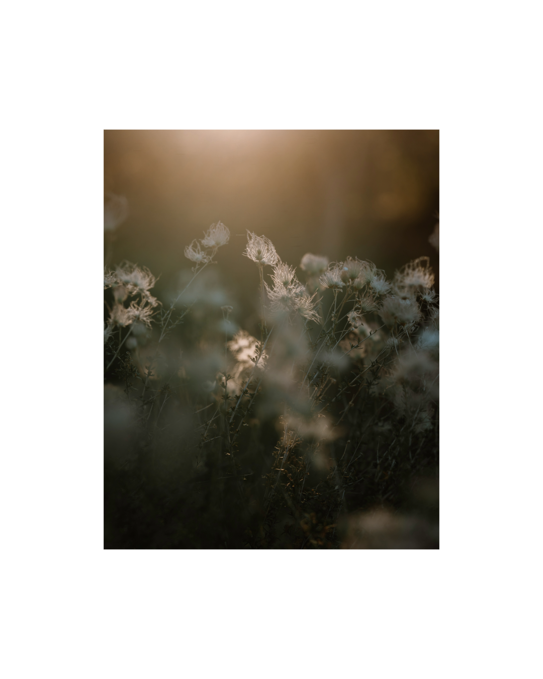 Consider the Flowers | Wild Wisps