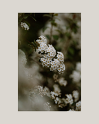 Consider the Flowers Delicate Clusters