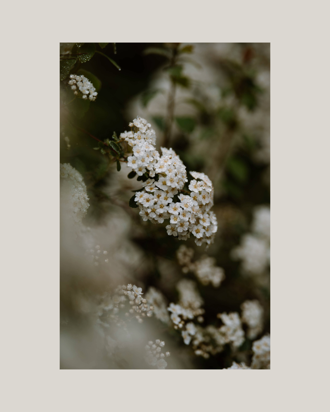 Consider the Flowers Delicate Clusters