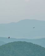 Mountains in Hues of Blue + Shades of Green