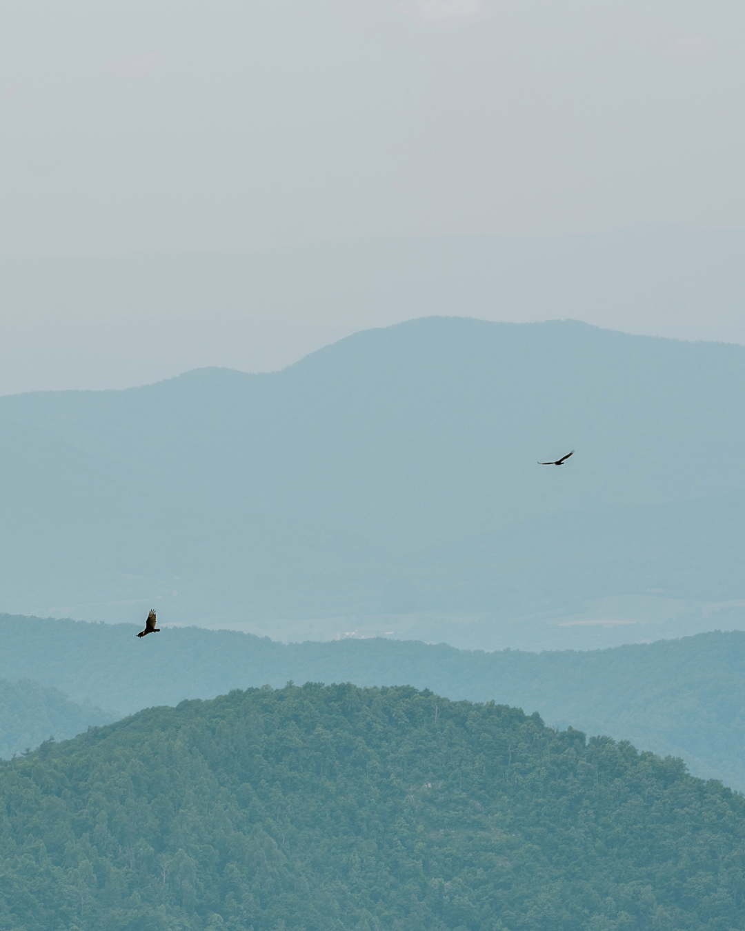 Mountains in Hues of Blue + Shades of Green