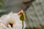 Eden Bloom Ring