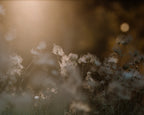 Consider the Flowers | Wild Wisps