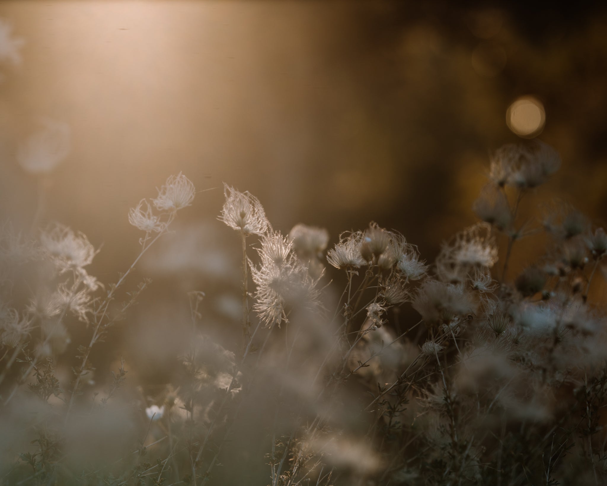 Consider the Flowers | Wild Wisps