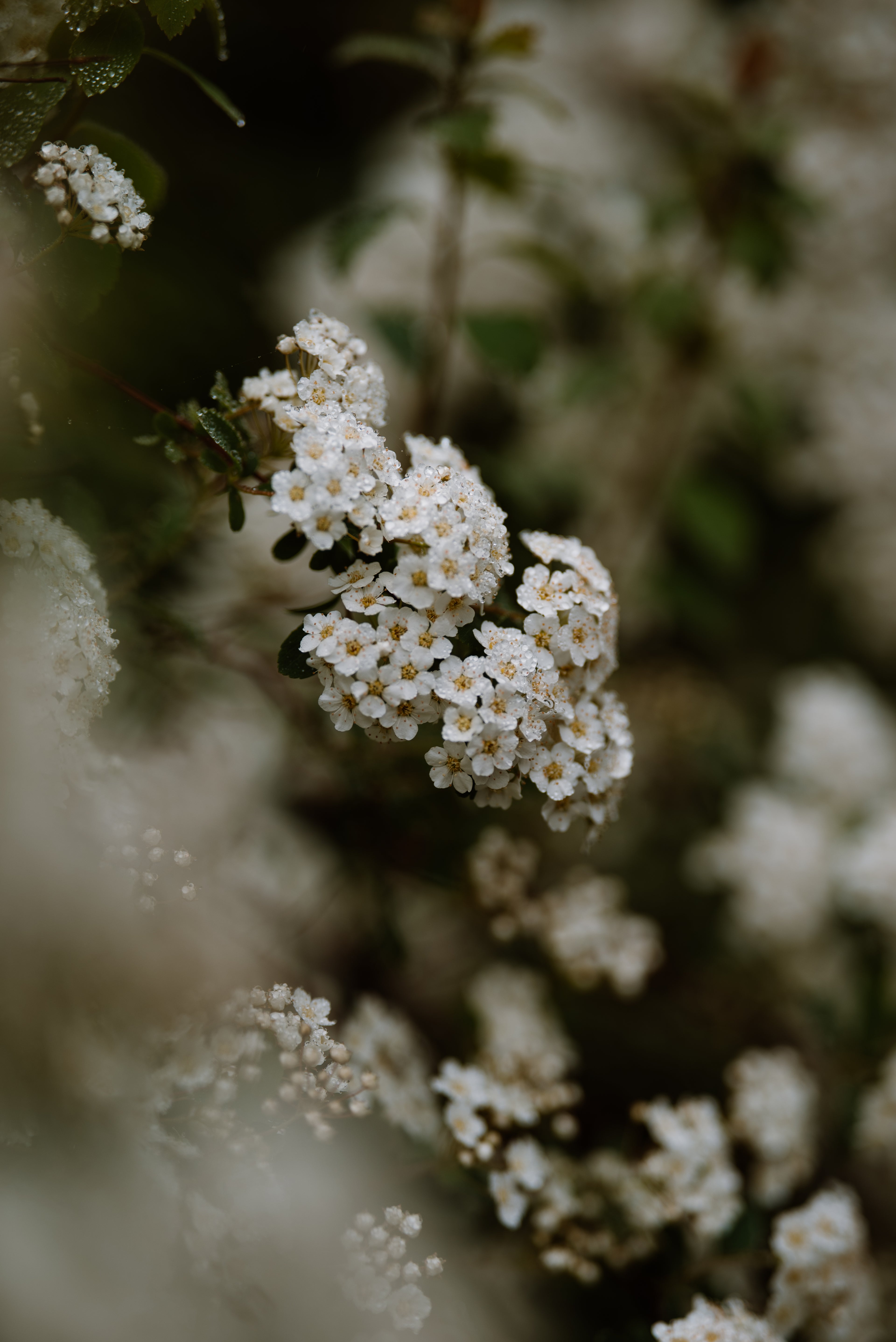Consider the Flowers Delicate Clusters