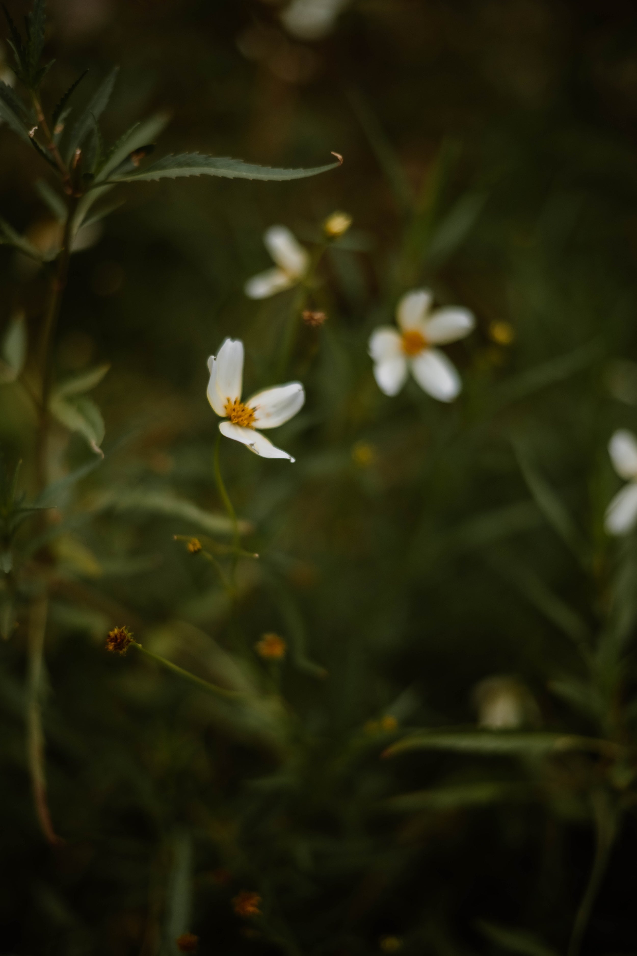 Consider the Flowers In Quiet Bloom